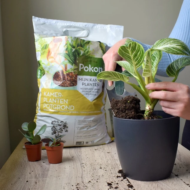Pokon Kamerplanten Potgrond 10L