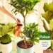 Pokon Kamerplanten Potgrond 10L