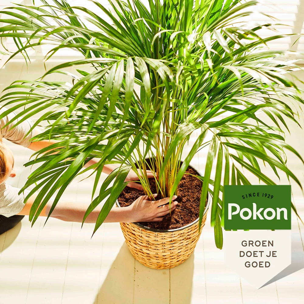 Pokon Palmen Potgrond 10L