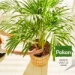 Pokon Palmen Potgrond 10L