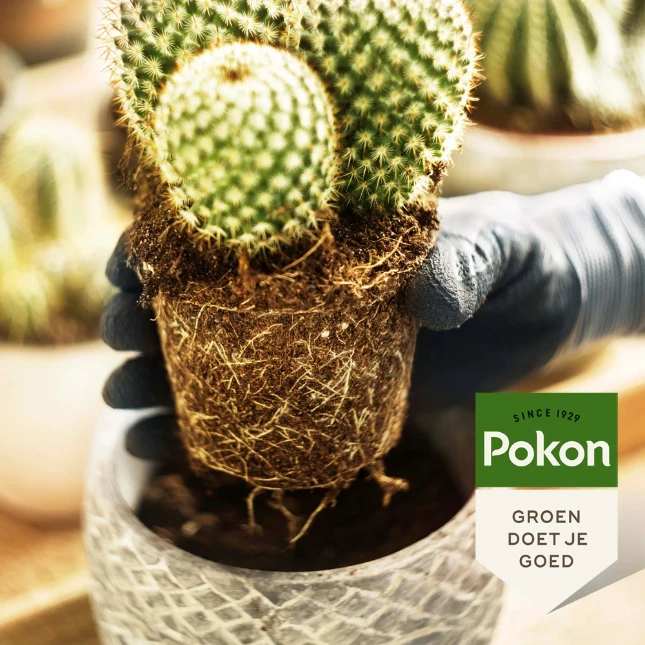 Pokon Cactus Potgrond 5L