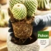 Pokon Cactus Potgrond 5L