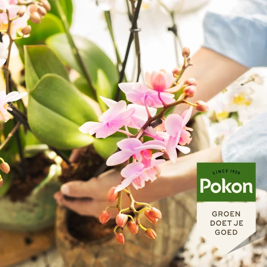 Pokon Orchidee Potgrond 5L