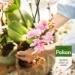 Pokon Orchidee Potgrond 5L