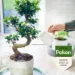 Pokon Bio Bonsai Voeding 250ml
