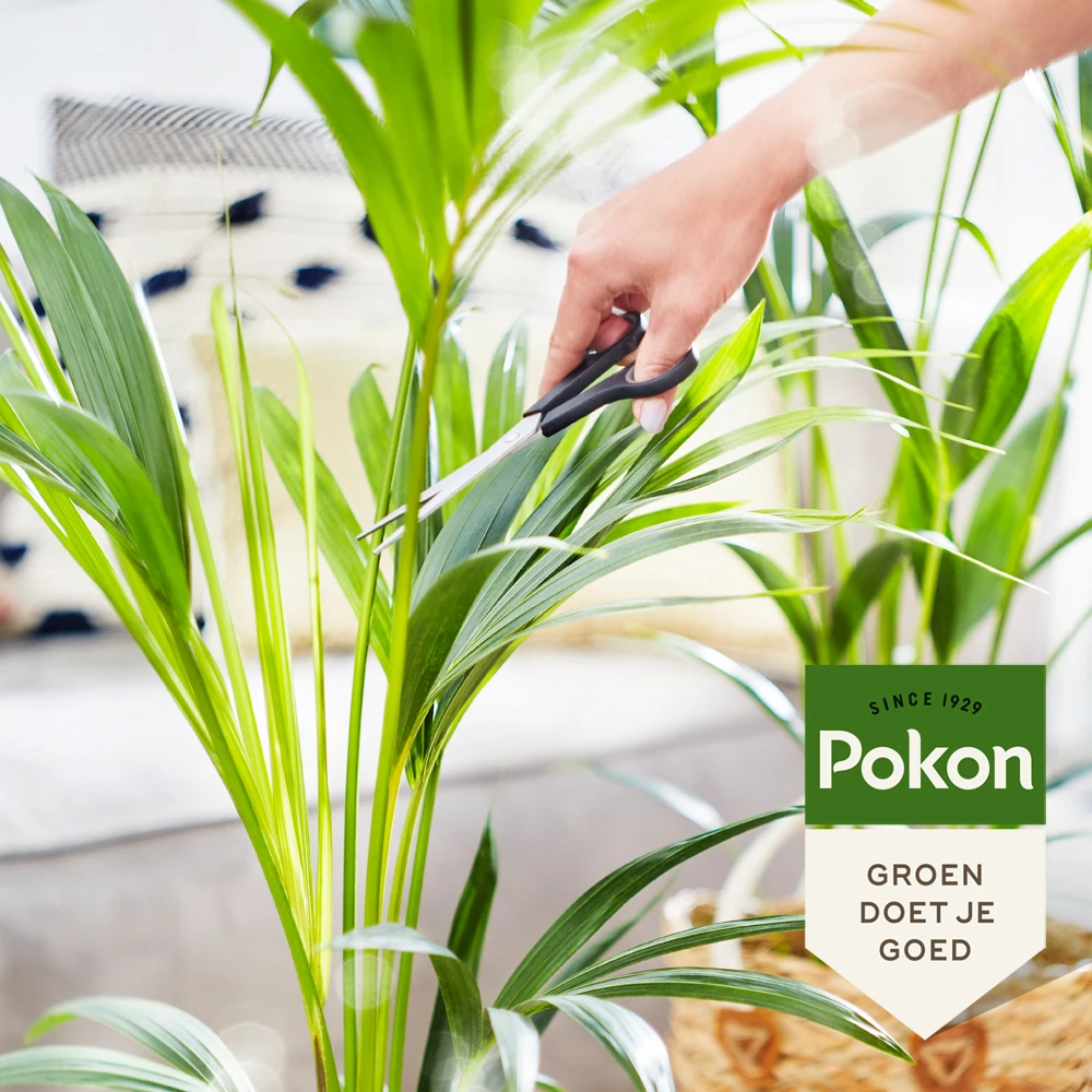 Pokon Bio Palm Voeding 250ml