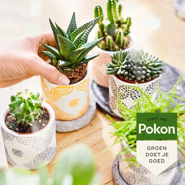 Pokon Bio Cactus & Vetplant Voeding 250ml
