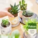 Pokon Bio Cactus & Vetplant Voeding 250ml