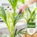Pokon Bio Palm Voeding 250ml