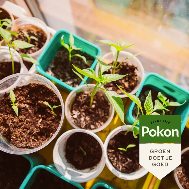 Pokon Bio Zaai & Stekgrond 10L