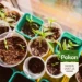 Pokon Bio Zaai & Stekgrond 10L