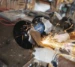 Scheppach Meuleuse SM200L