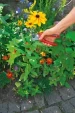 WOLF-Garten Sécateur À Enclume Confort Plus Rs2500