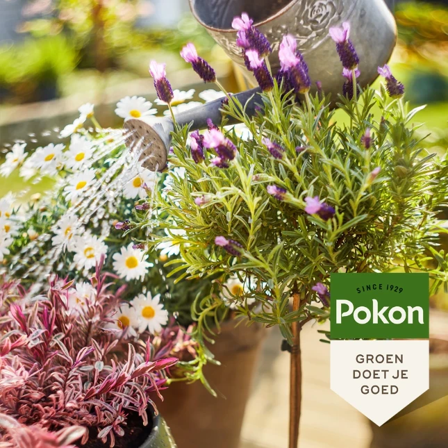 Pokon Bio Terras & Balkon Planten Voeding 500ml