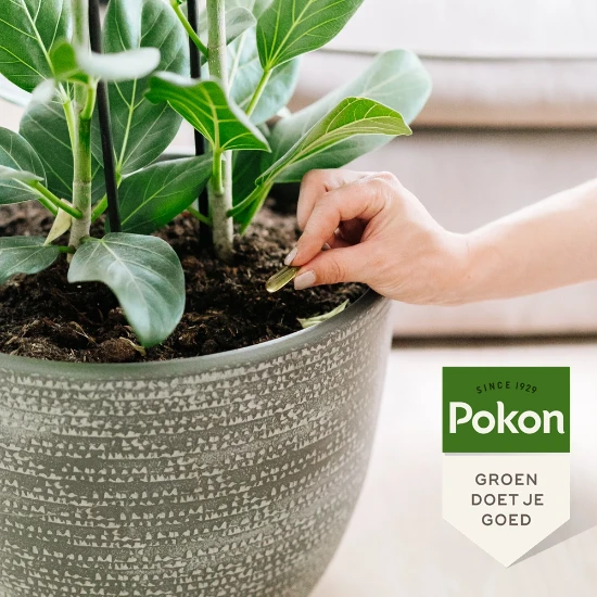 Pokon Bio Kuur voor Kamerplanten 12 capsules