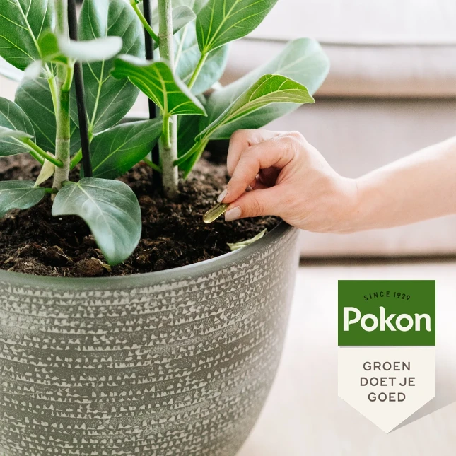 Pokon Bio Kuur voor Kamerplanten 12 capsules