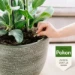 Pokon Bio Kuur voor Kamerplanten 12 capsules