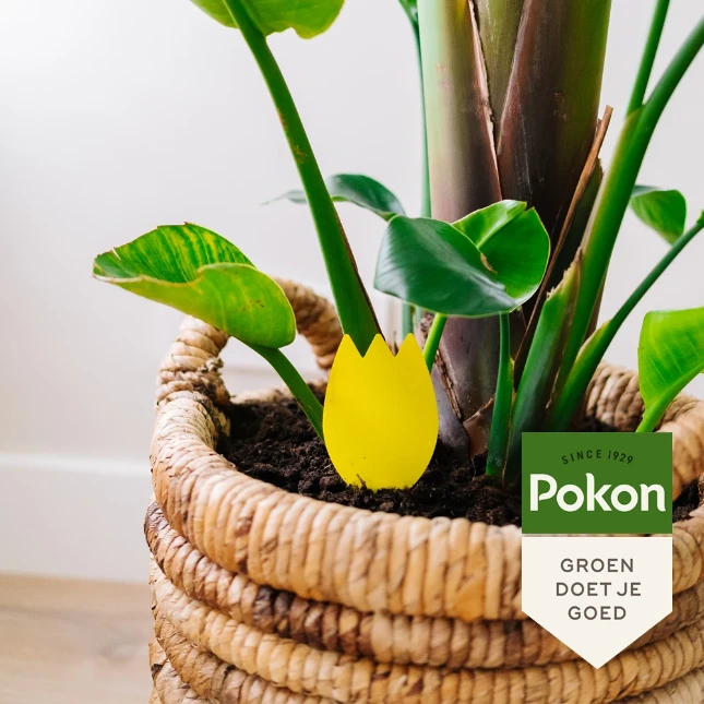 Pokon Bio Vangplaatjes tegen Potgrondvliegjes (15 stuks)