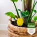 Pokon Bio Vangplaatjes tegen Potgrondvliegjes (15 stuks)