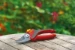 WOLF-Garten Sécateur Confort Plus Rr2500